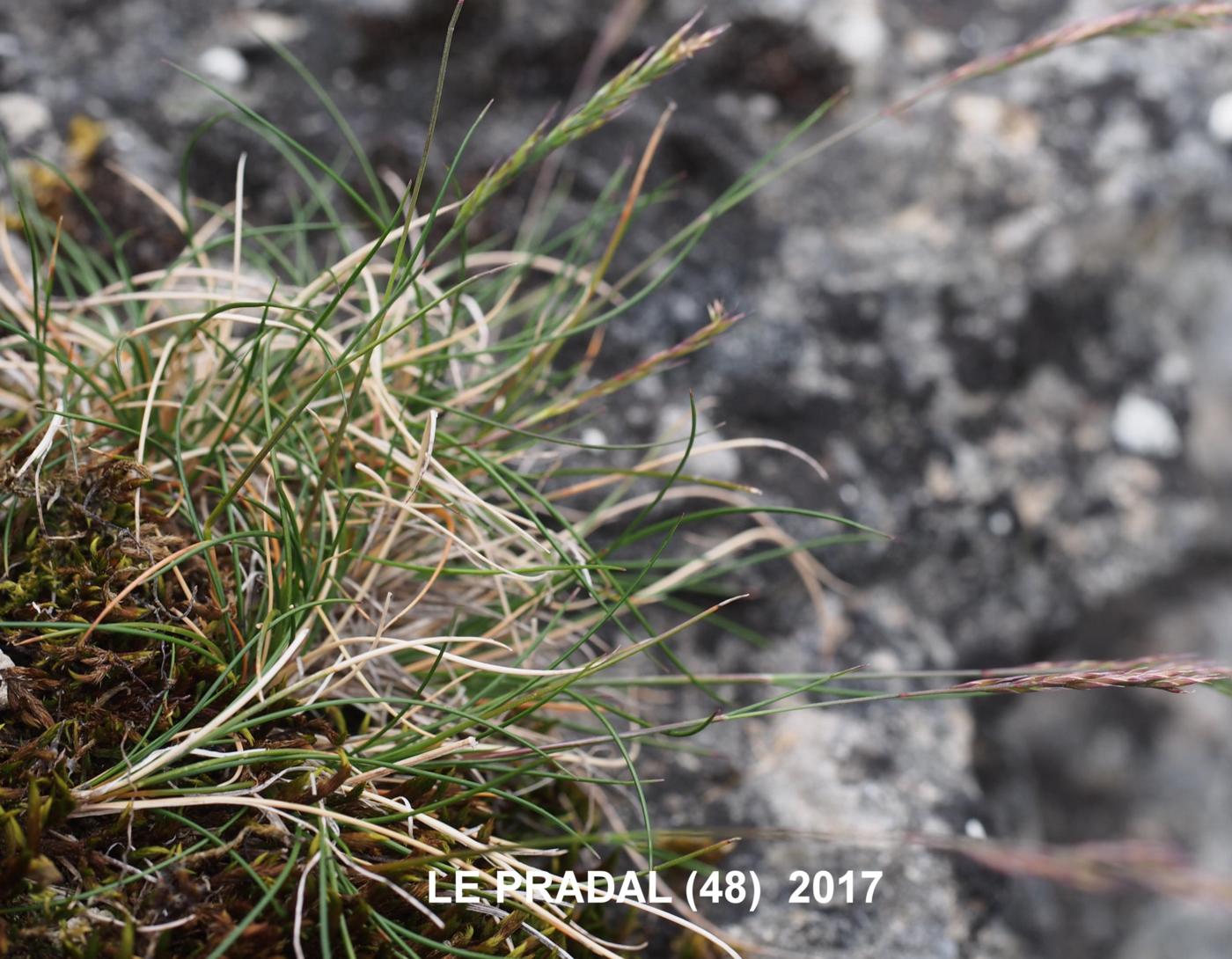 Fescue, Christian Bernand's leaf